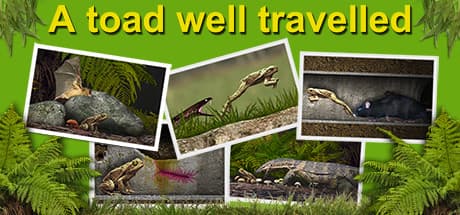 A toad well travelled：世界へ飛び出したカエルの挑戦的な2Dプラットフォーマー